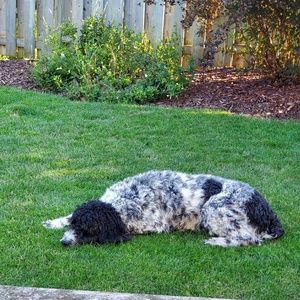 Meet your Posher, Dianne